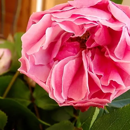 Les Trois Pommiers Bed & Breakfast Sommery