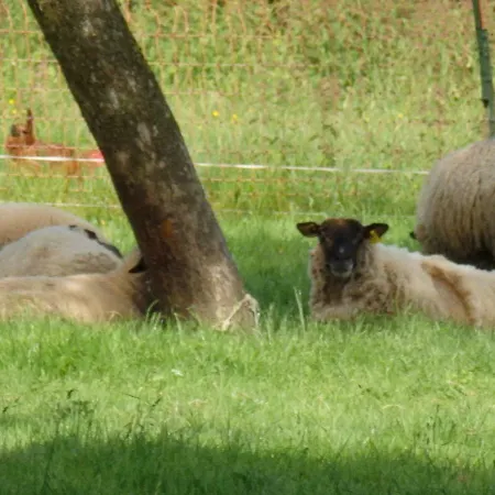 Les Trois Pommiers * Sommery